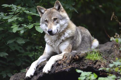 Ручной волк в лесной местности