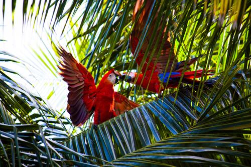 Влюбленная пара попугаев Ара целуются на дереве