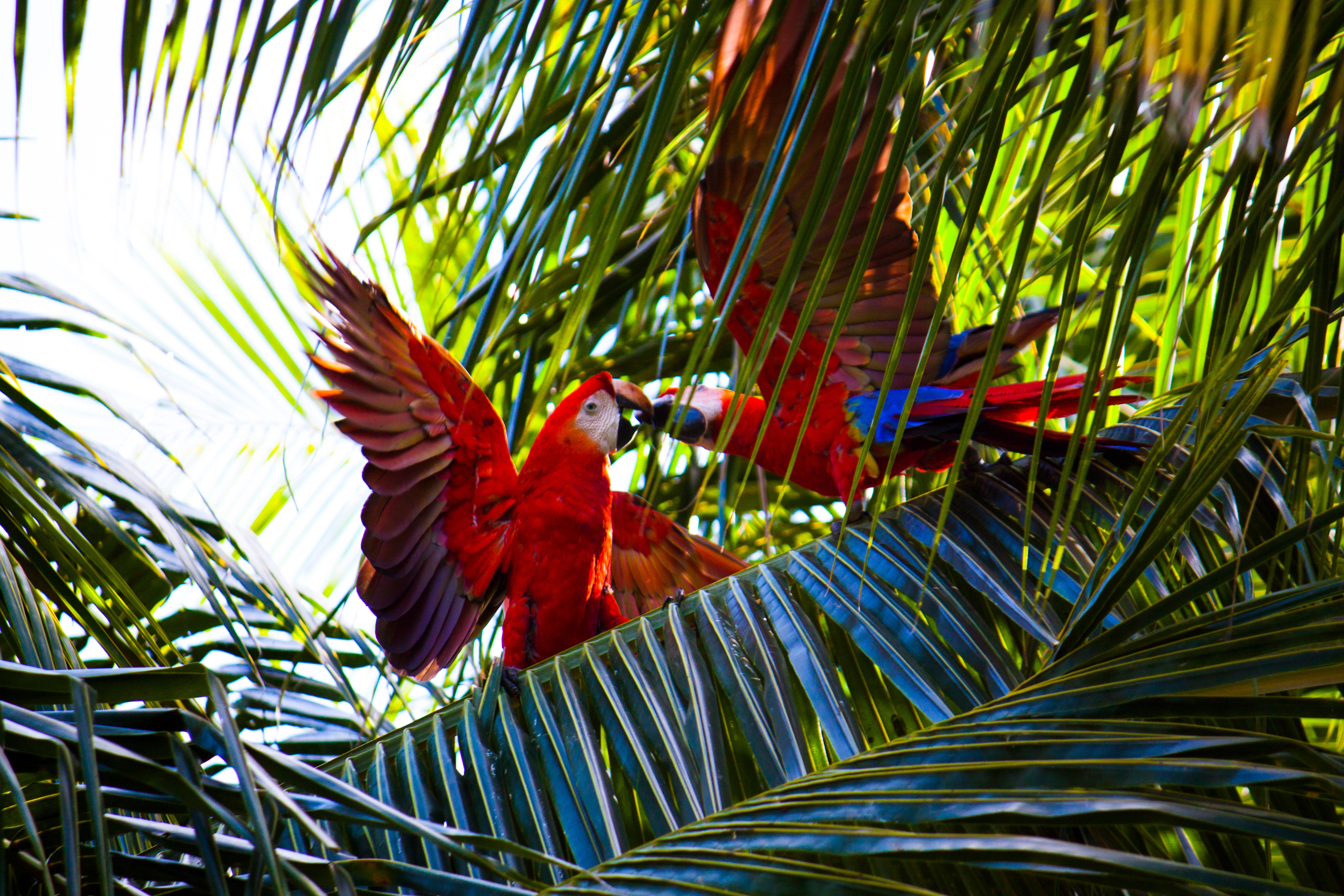 Free photo An amorous pair of Ara parrots kissing in a tree