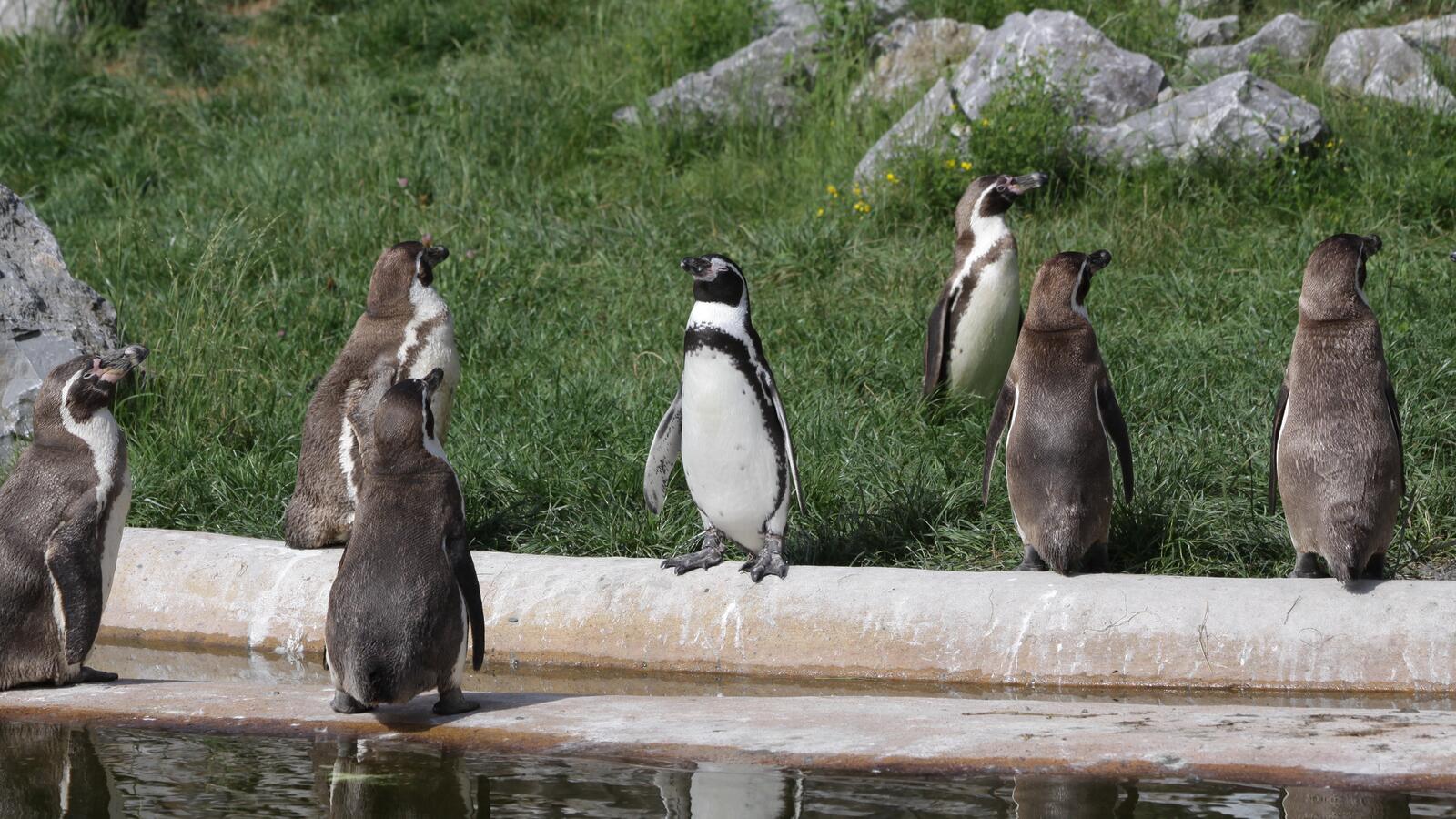 Бесплатное фото Пингвины у водохранилища