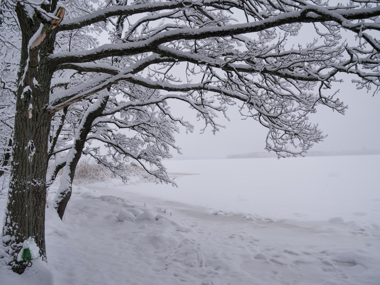 Бесплатное фото Снег окрасил белым осенние деревья