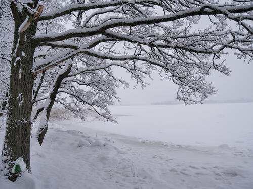 Снег окрасил белым осенние деревья