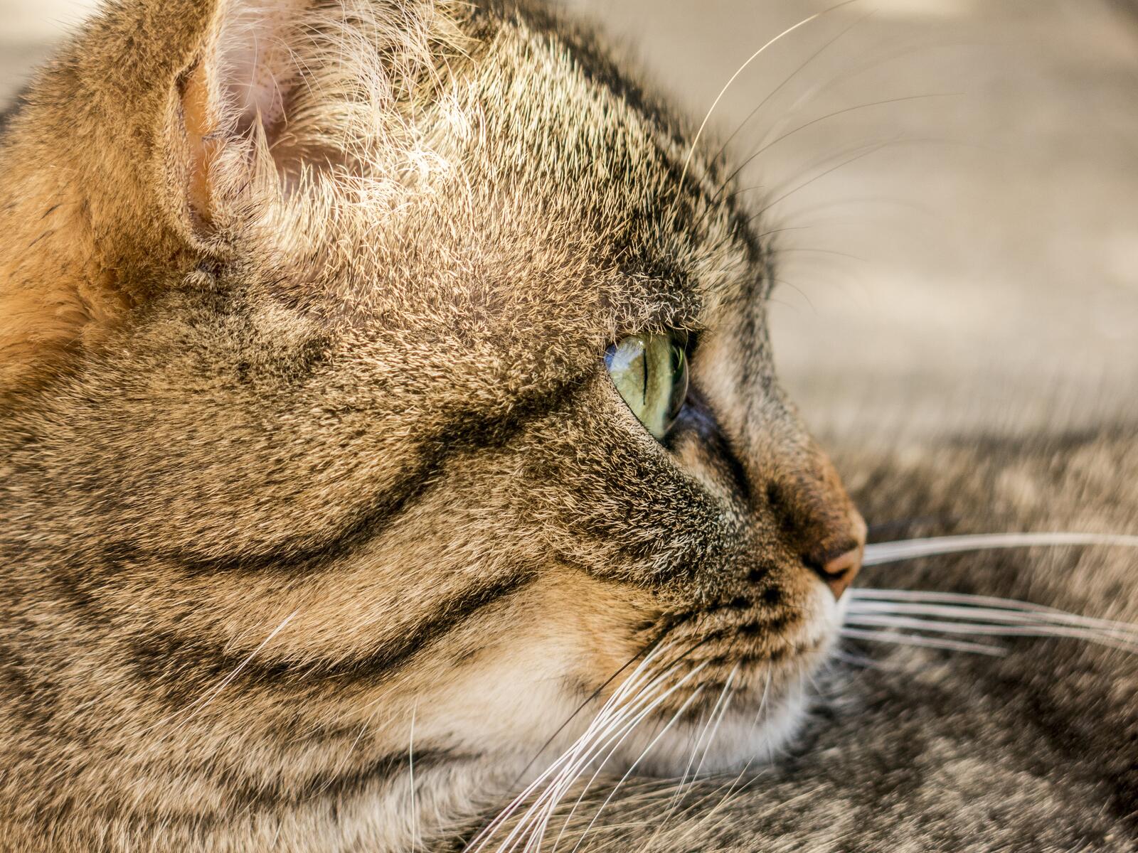 Бесплатное фото Мордашка любопытного кота с белыми усами