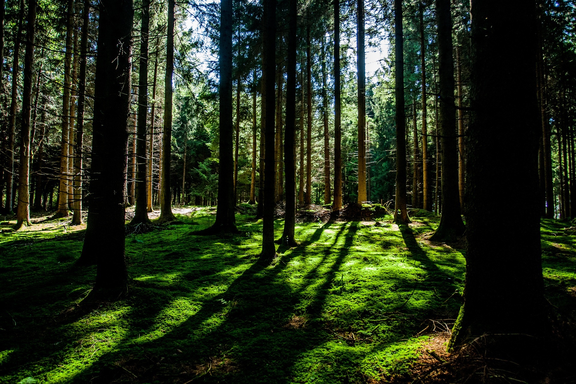 Free photo The sun shines on the dense forest