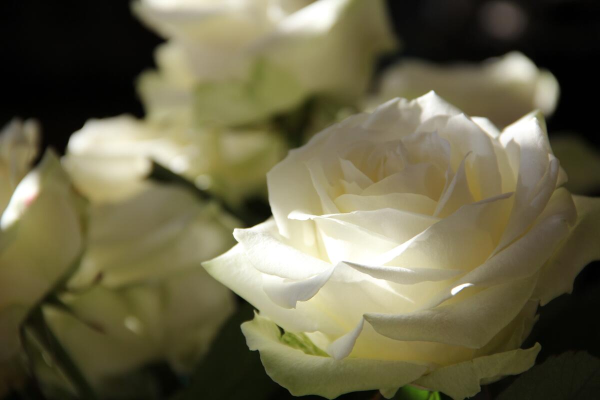 White rosebuds in close-up