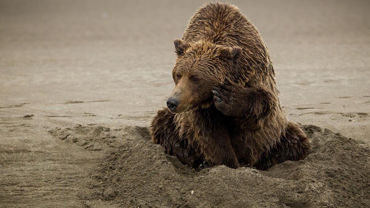 A wet brown bear digs a hole in the sand