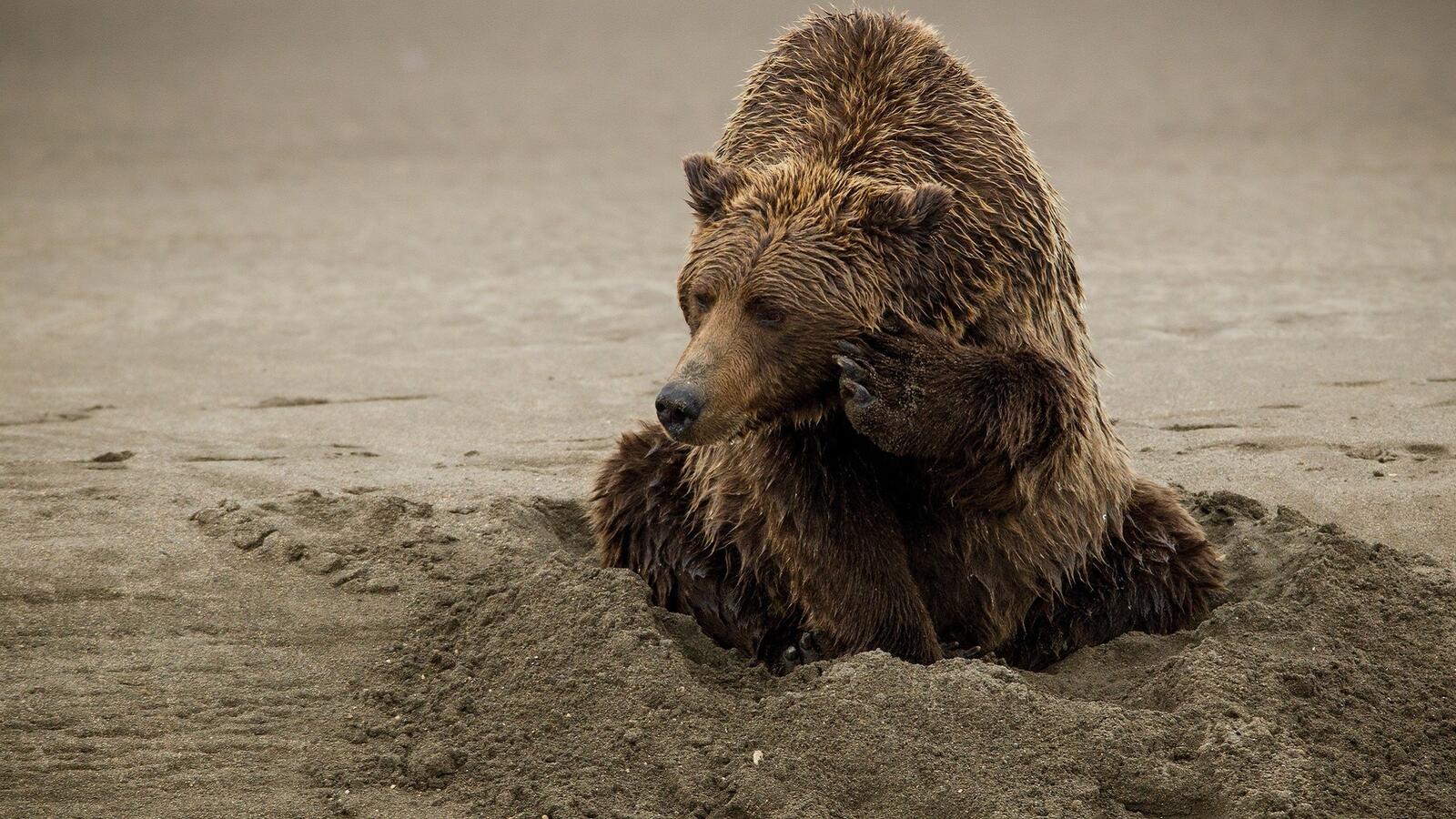 Free photo A wet brown bear digs a hole in the sand