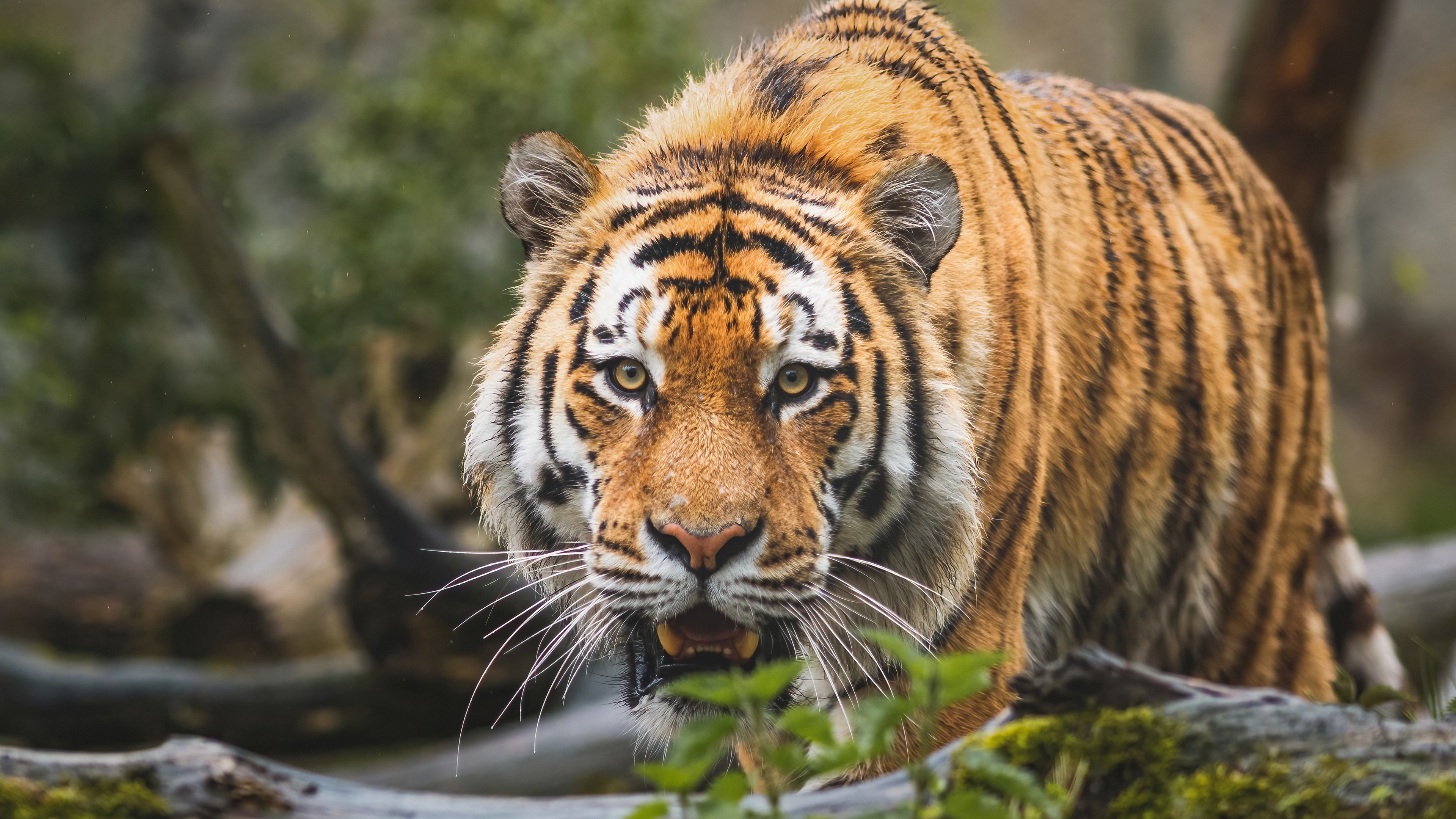 Фото бесплатно обои тигр, полосы, большие кошки