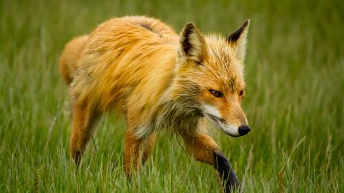 A skinny fox walks through the green grass.