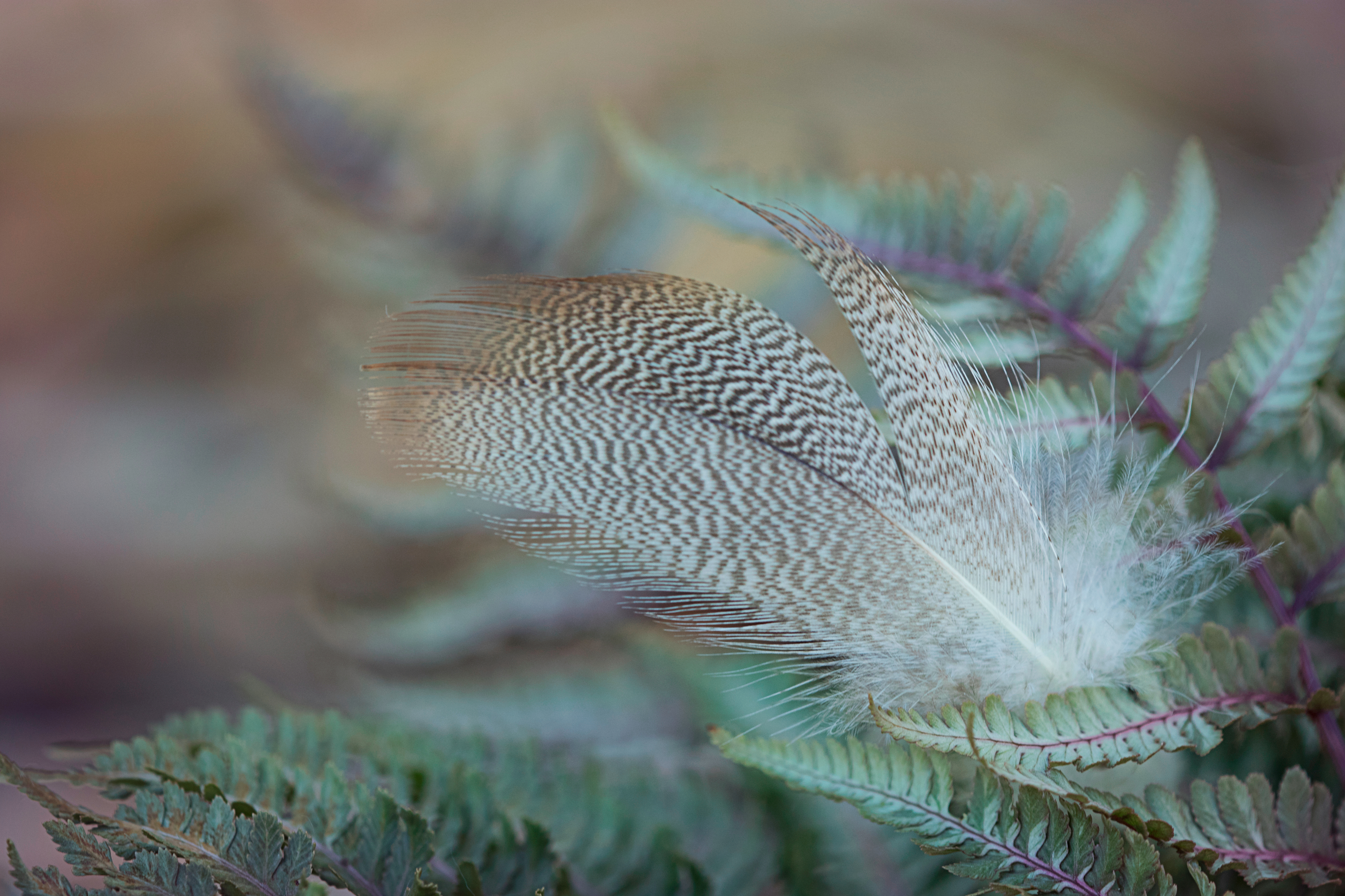 Close-up of a bird`s feather