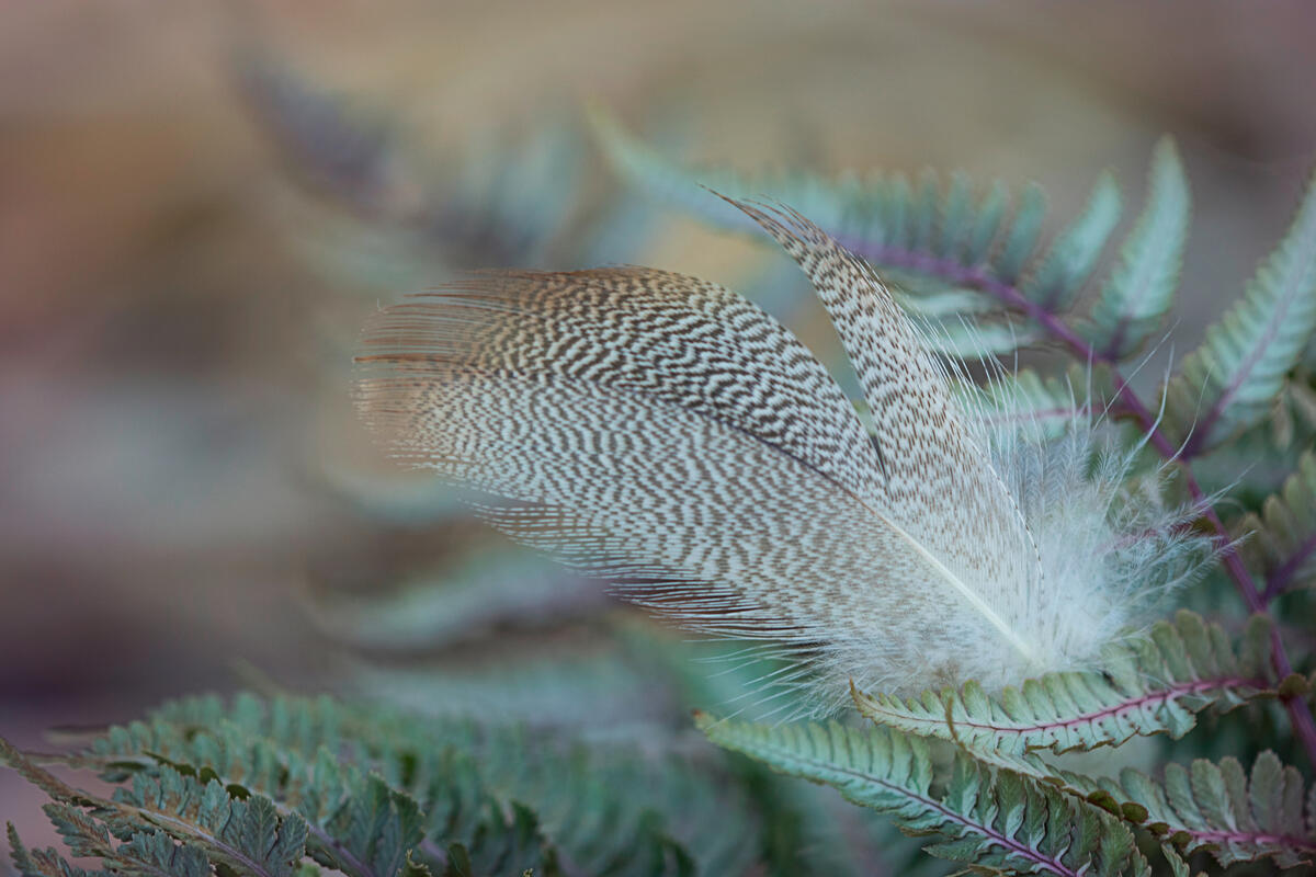 Close-up of a bird`s feather
