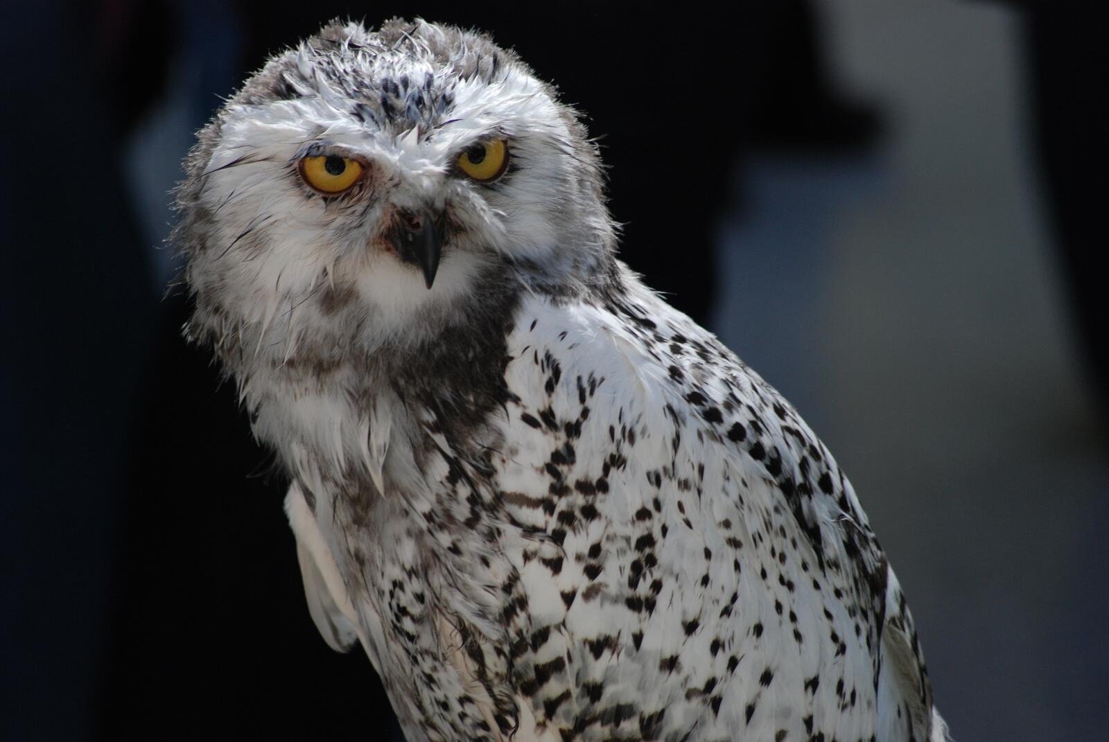 Free photo Angry owl