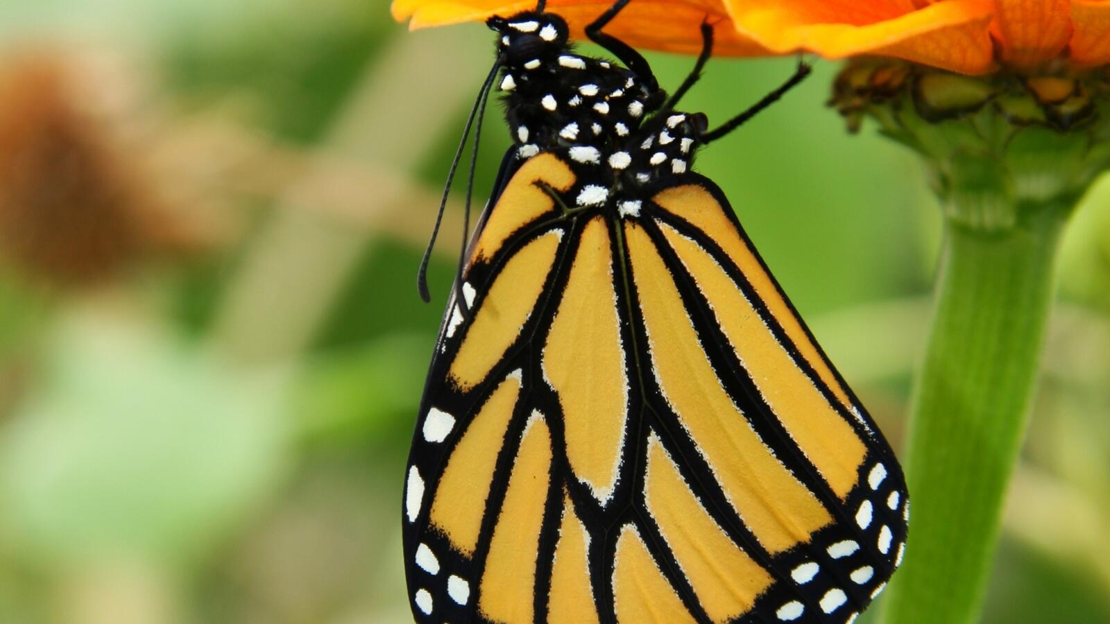 Бесплатное фото Красивая яркая бабочка на цветке