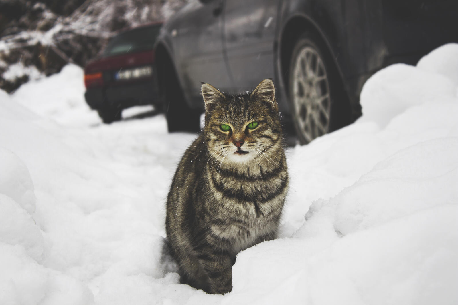 Free photo Green-eyed cat sitting in a snowdrift.