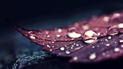 Raindrops on a red fall leaf