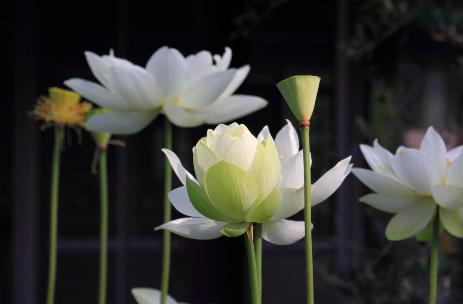 Wallpapers Lotus petals stems on the desktop