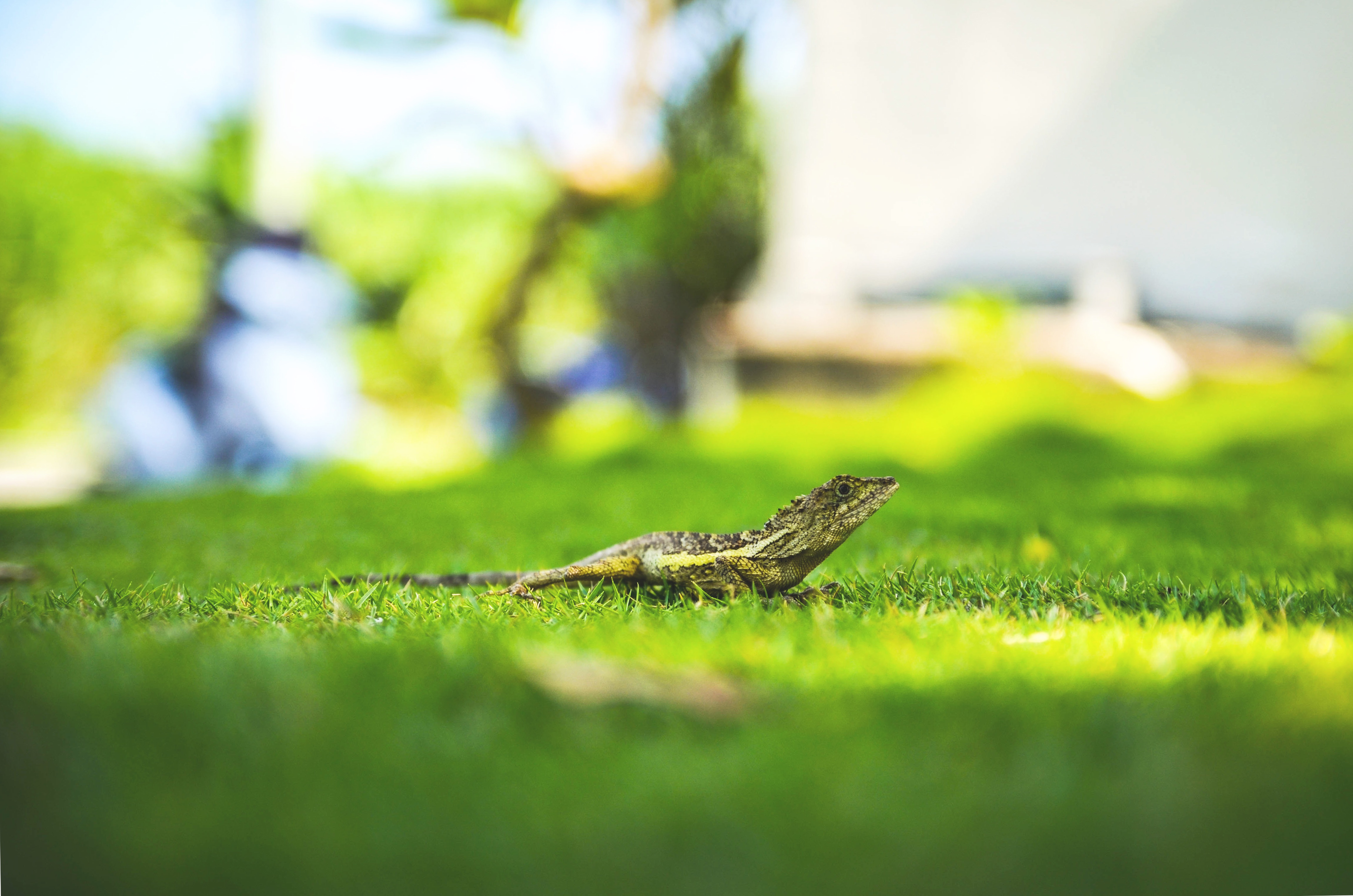 Free photo A lizard on the backyard lawn