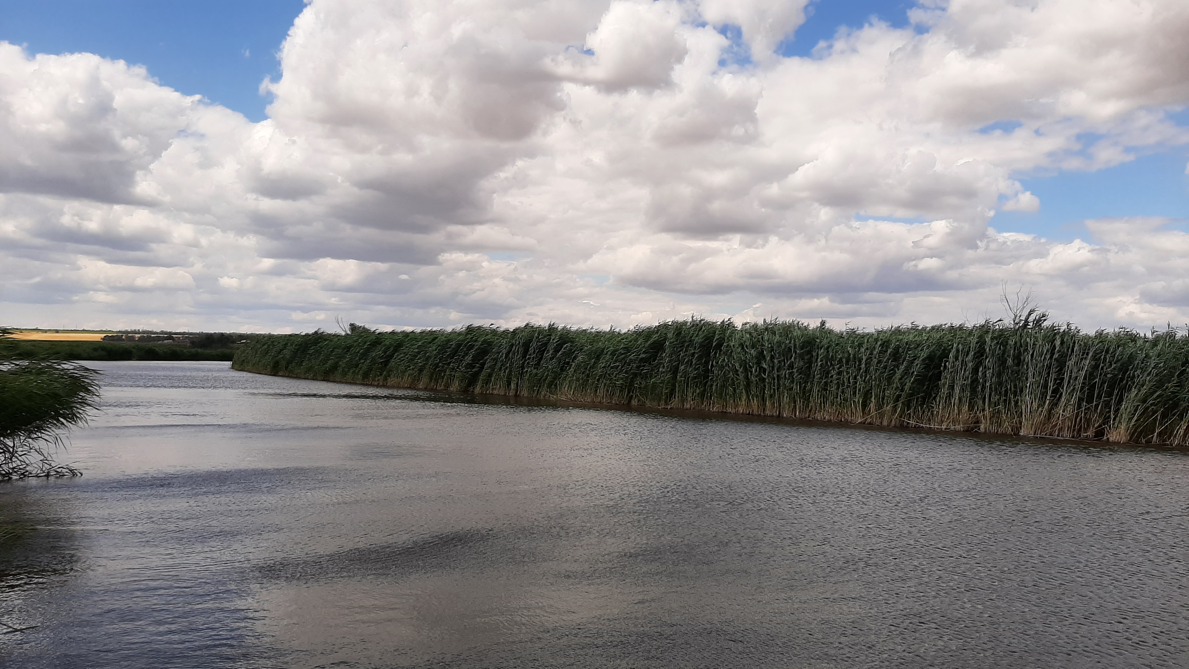 Бесплатное фото Широкая речка с камышами
