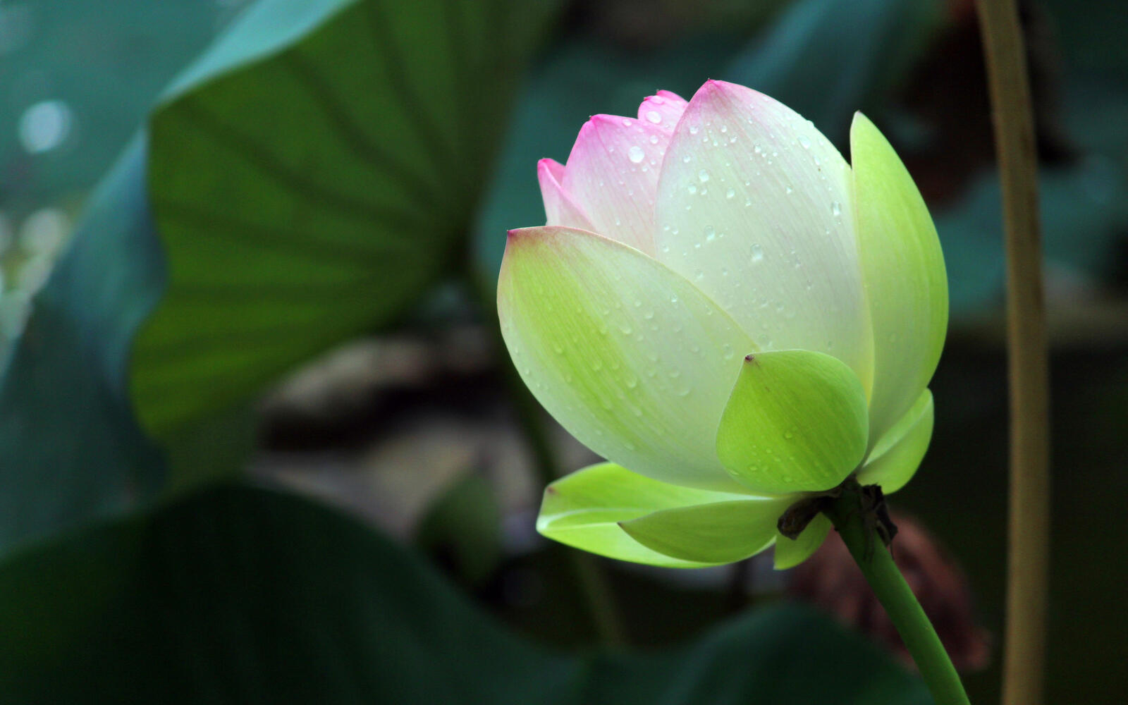 Free photo Lotus with raindrops