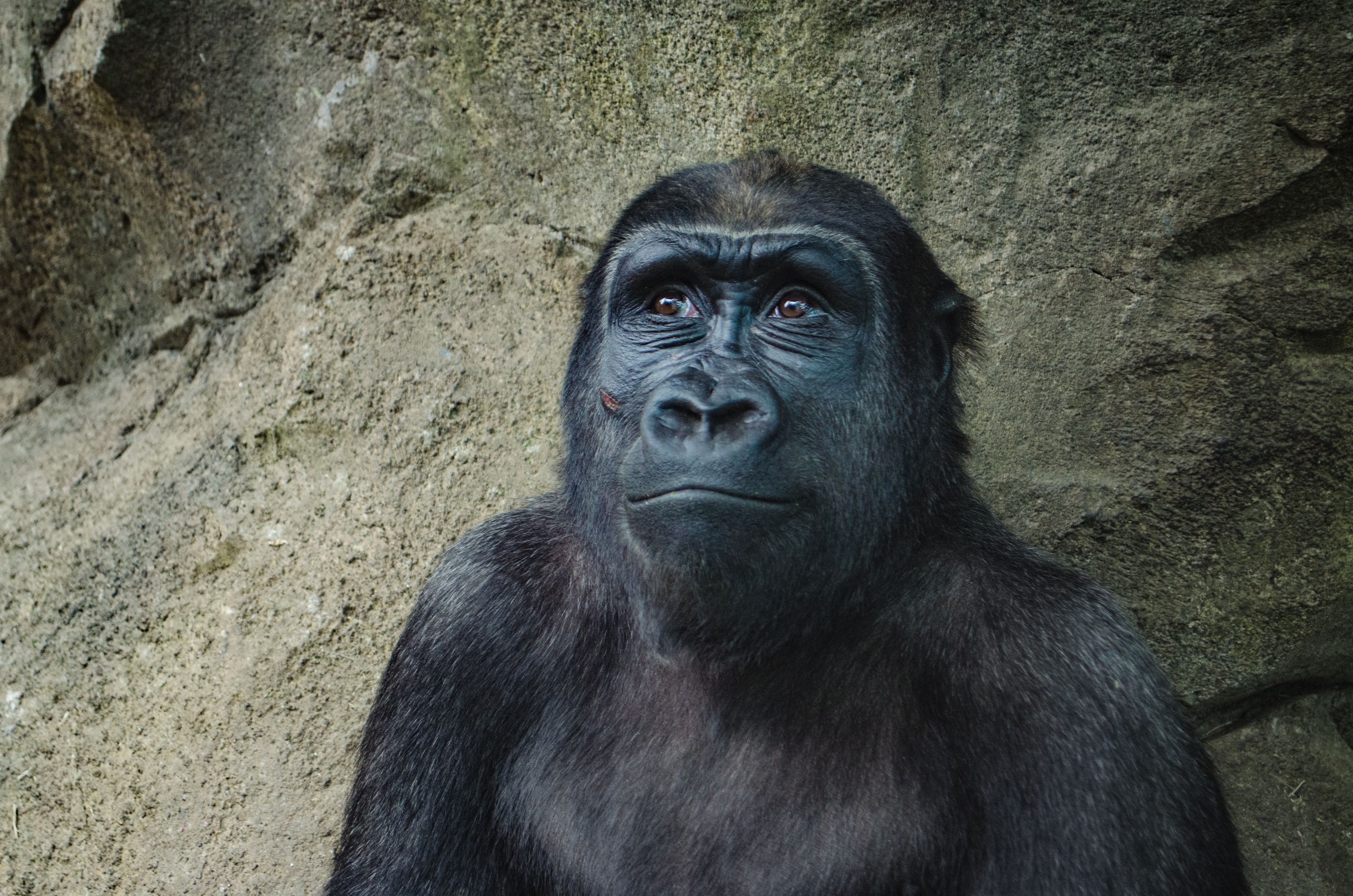 Бесплатное фото Задумчивая горилла мечтательница