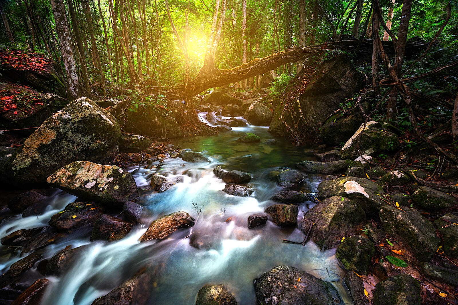 Бесплатное фото Ручей в лесу в солнечную погоду