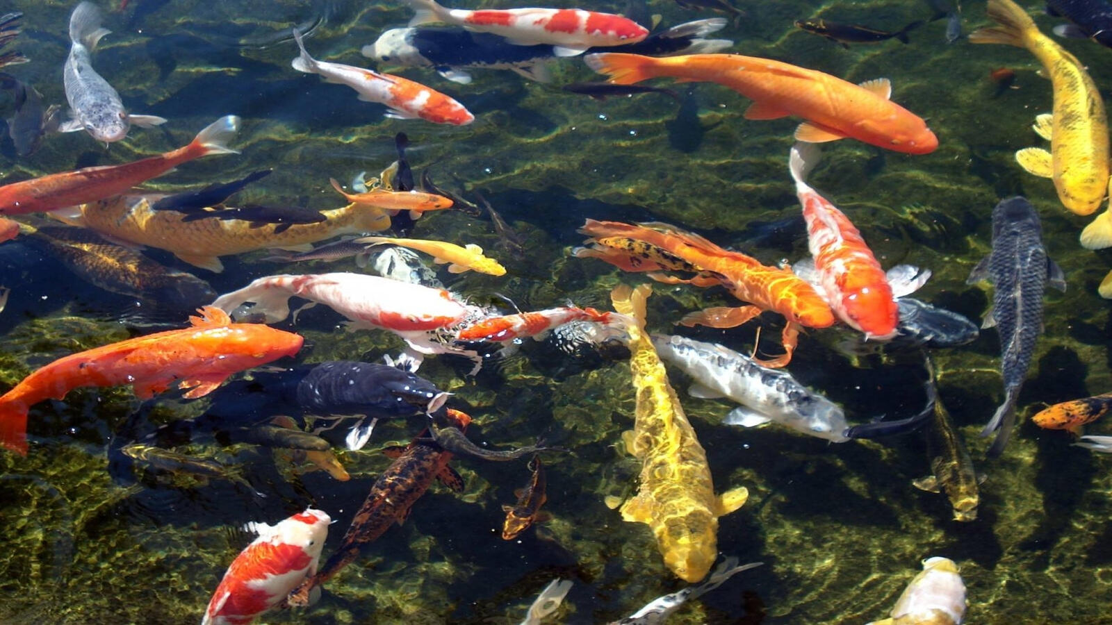 Бесплатное фото Большие цветные рыбы в реке