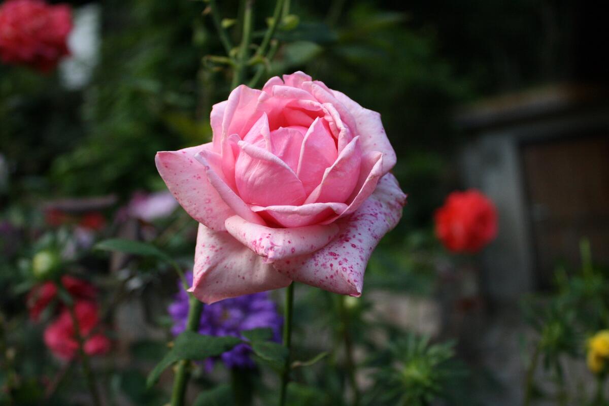 床上的粉色玫瑰花蕾