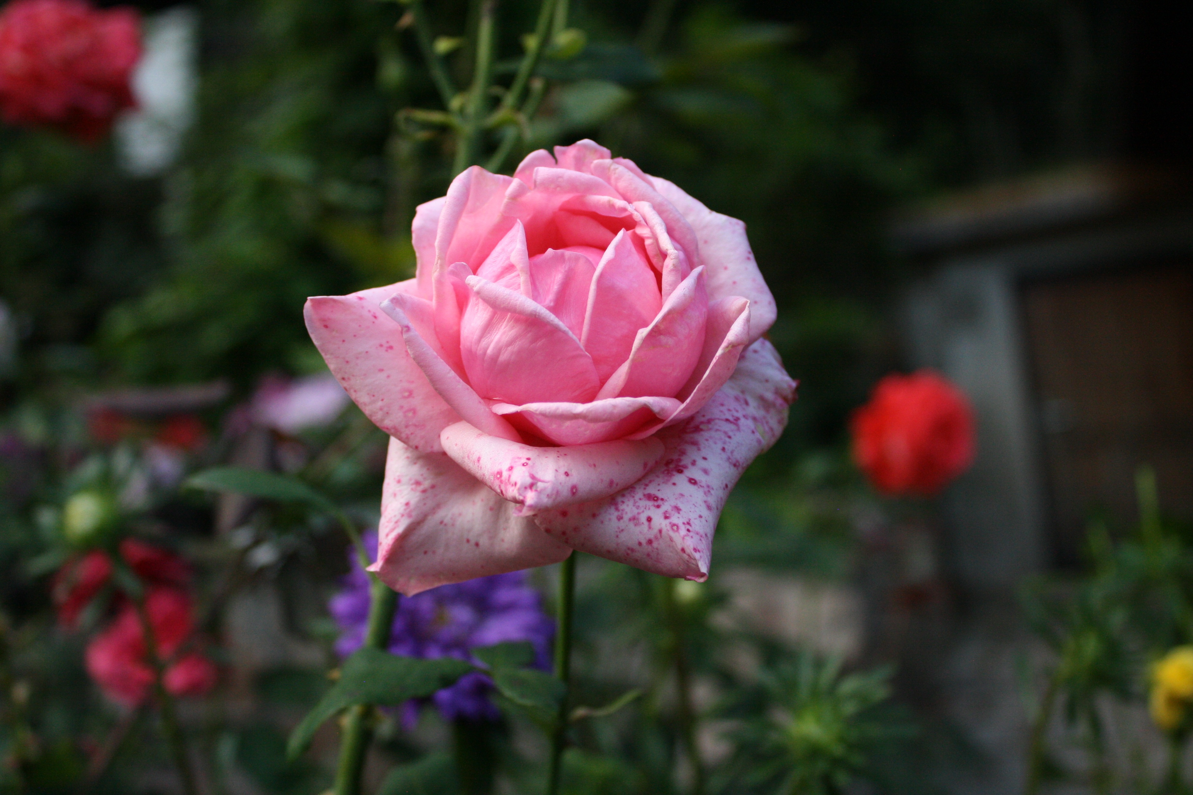 免费照片床上的粉色玫瑰花蕾