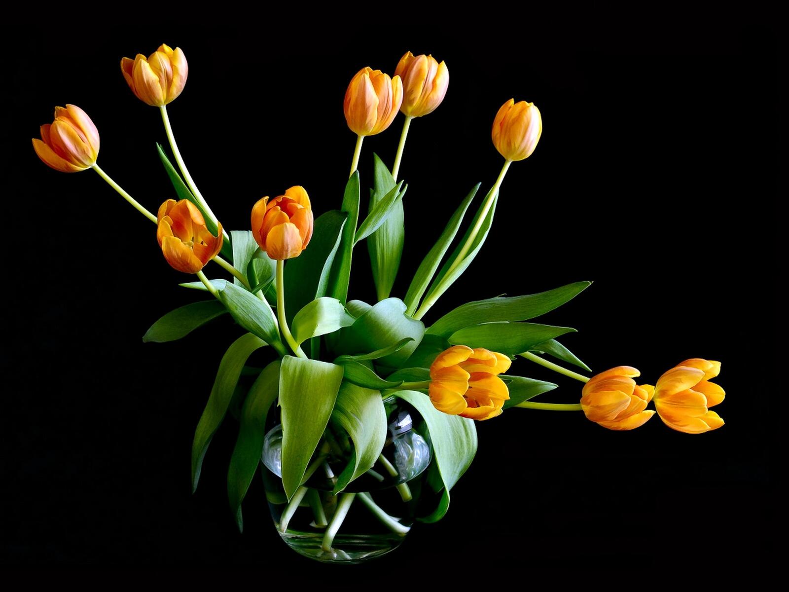 Wallpapers tulips flowers leaves on the desktop