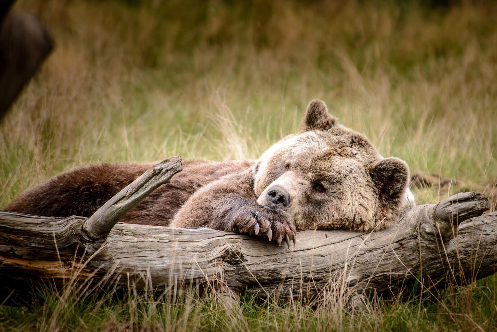 Бесплатное фото Медведь лежит на бревне как на подушке