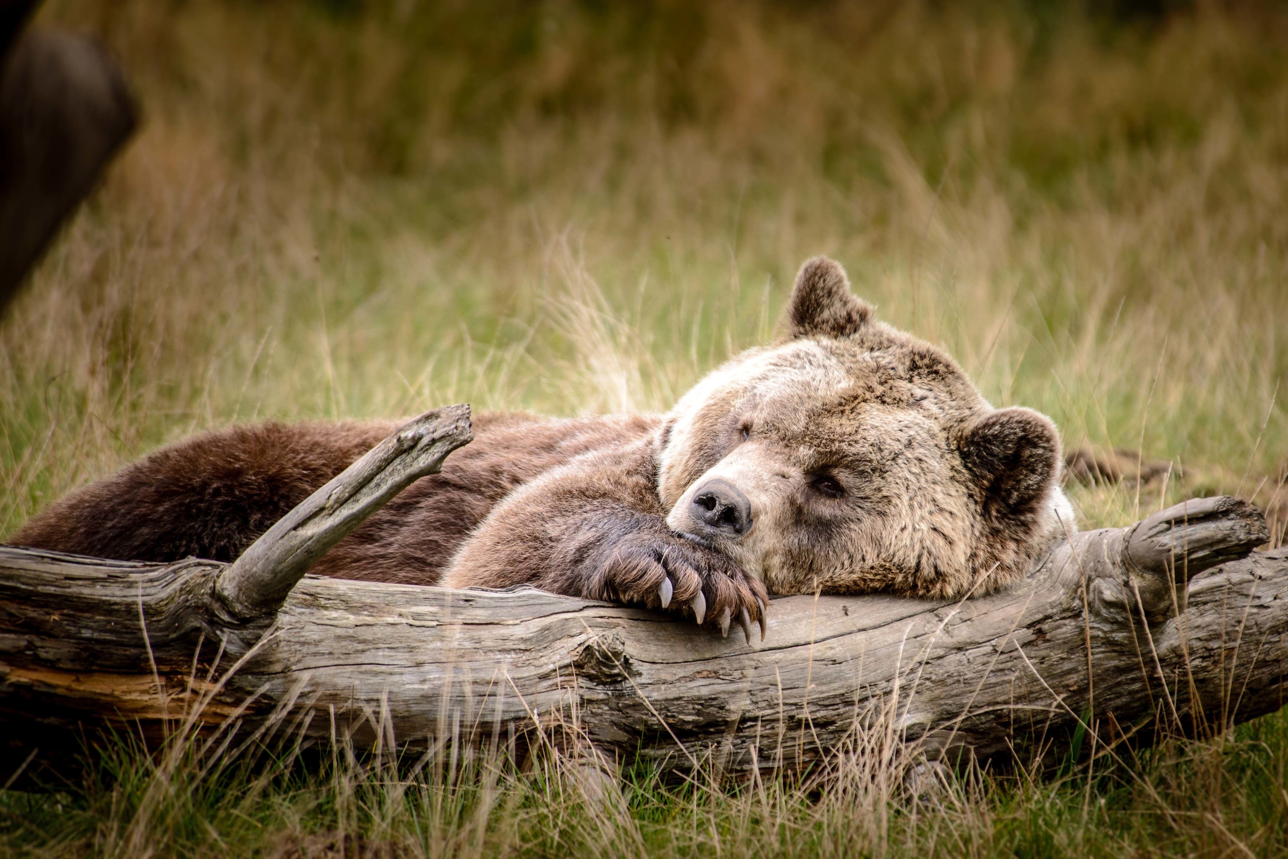 Медведь лежит на бревне как на подушке