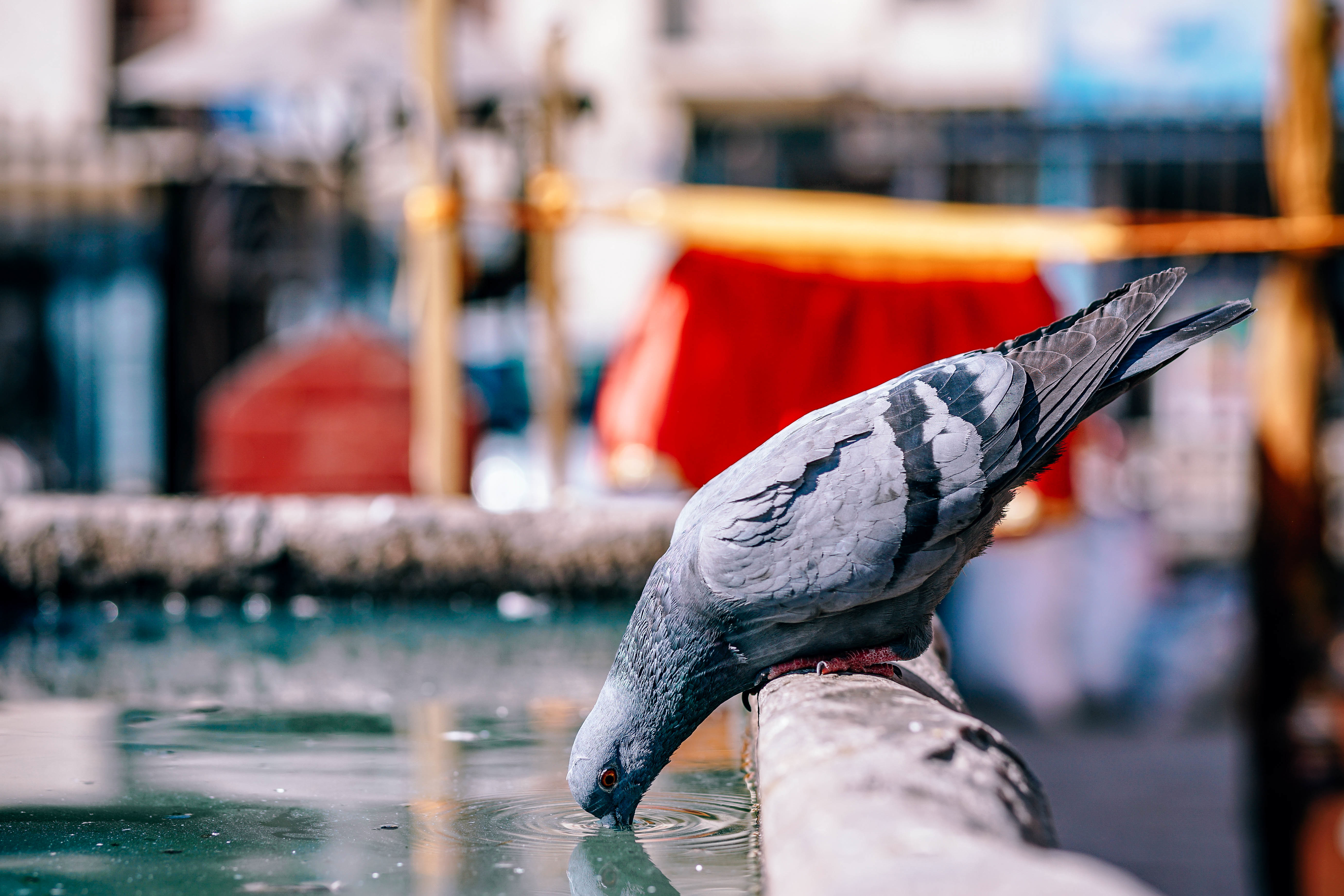 Free photo A pigeon drinks water