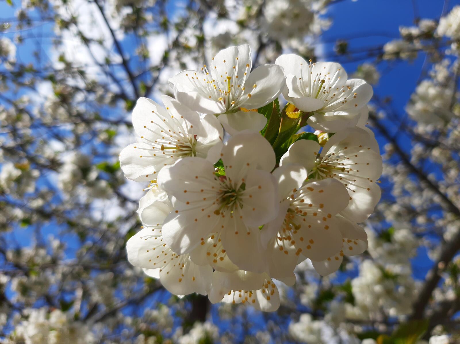 Бесплатное фото Белые цветочки на ветках дерева