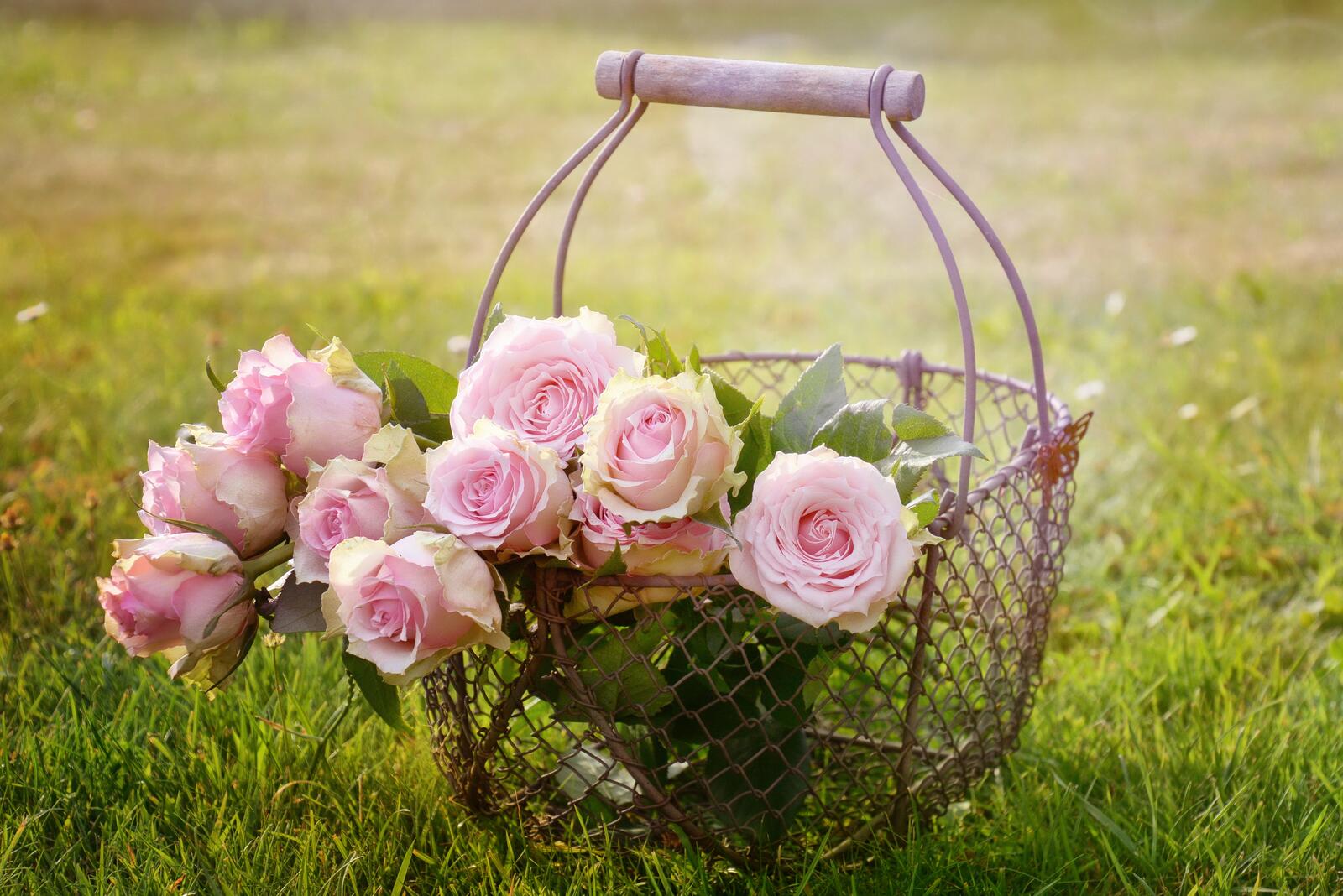 Корзинка с красивыми розовыми цветами
