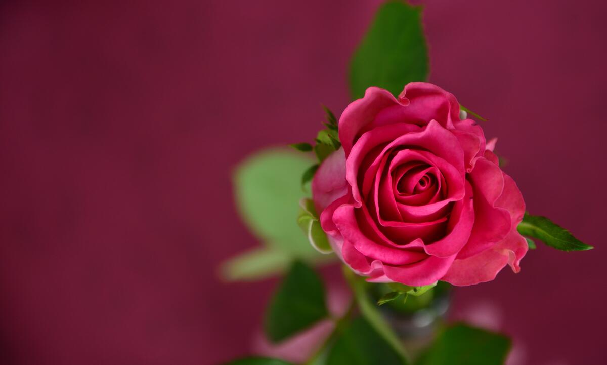 Одинокая розовая роза с зелеными листьями