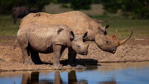 Семья носорогов у озера