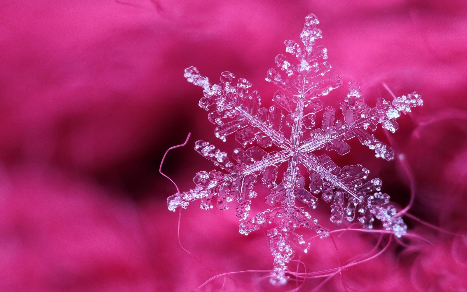 Бесплатное фото Морозная снежинка на розовом фоне