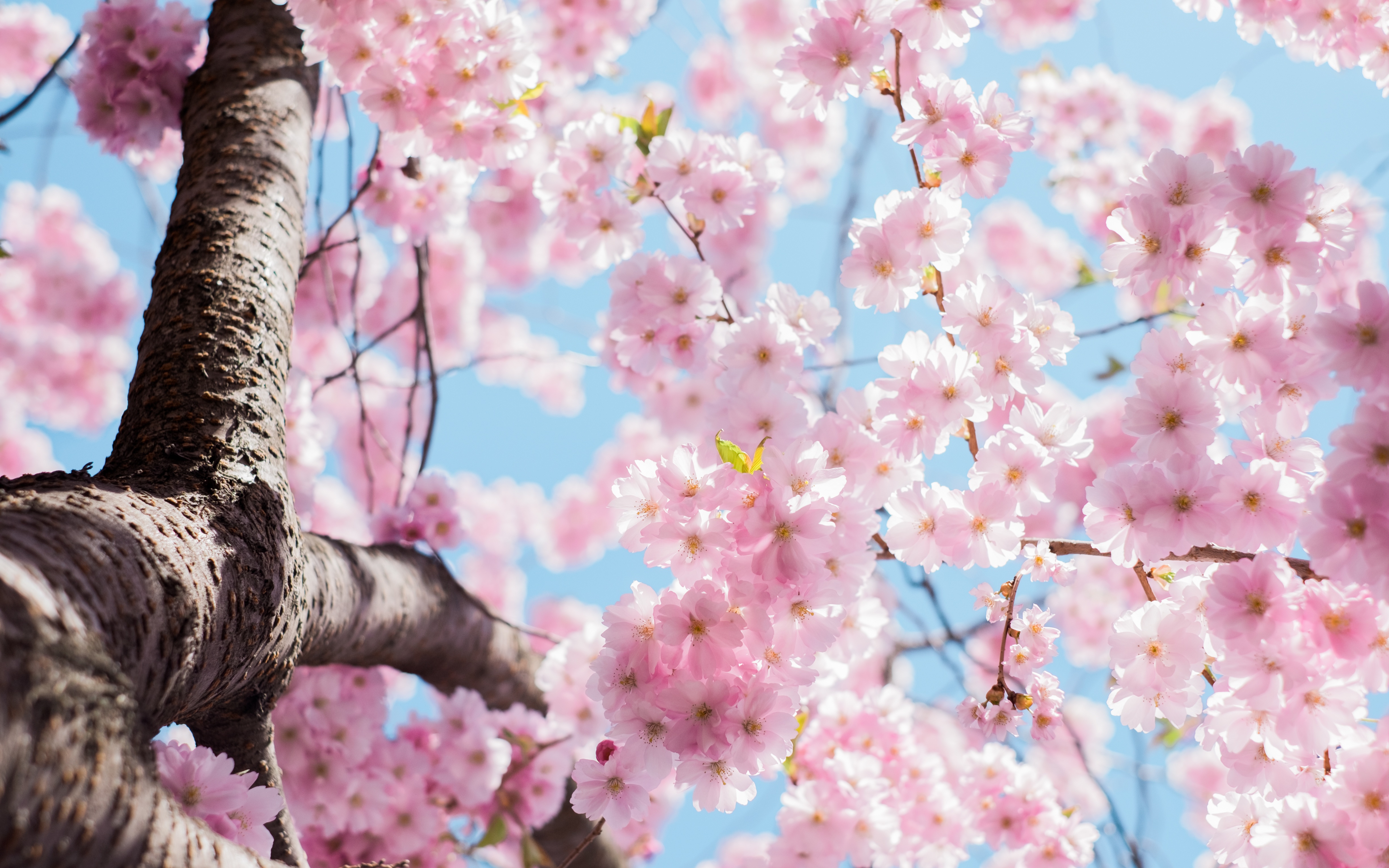 一棵开满粉色花朵的树