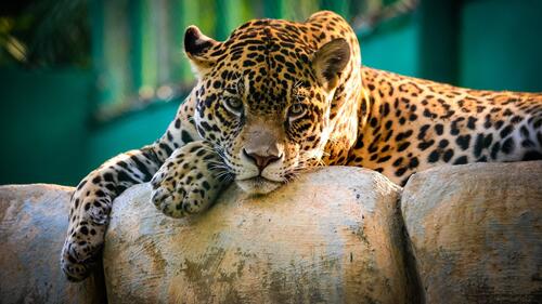 A big spotted cat basking on rocks in the sunlight