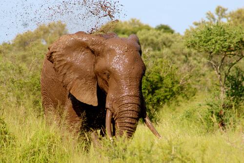 Слон принимает грязевую ванну