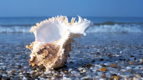 Large shell on the seashore in Abkhazia