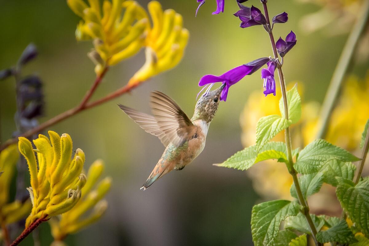 A little hummingbird eats flower nectar