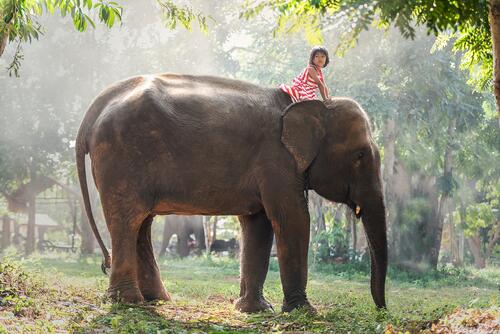 A little girl riding a big elephant.
