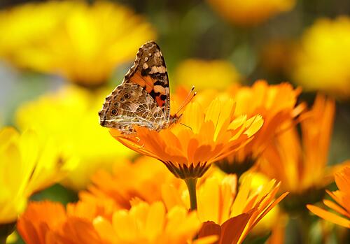 A beautiful butterfly sits on a bright orange flower
