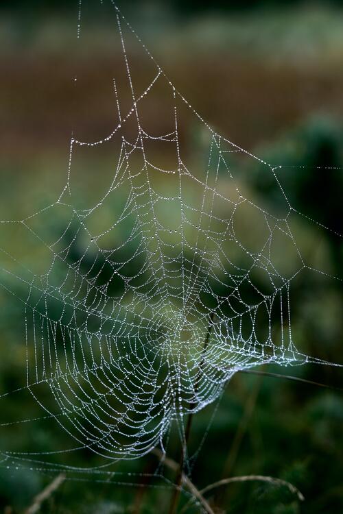 Spider web with dewdrops
