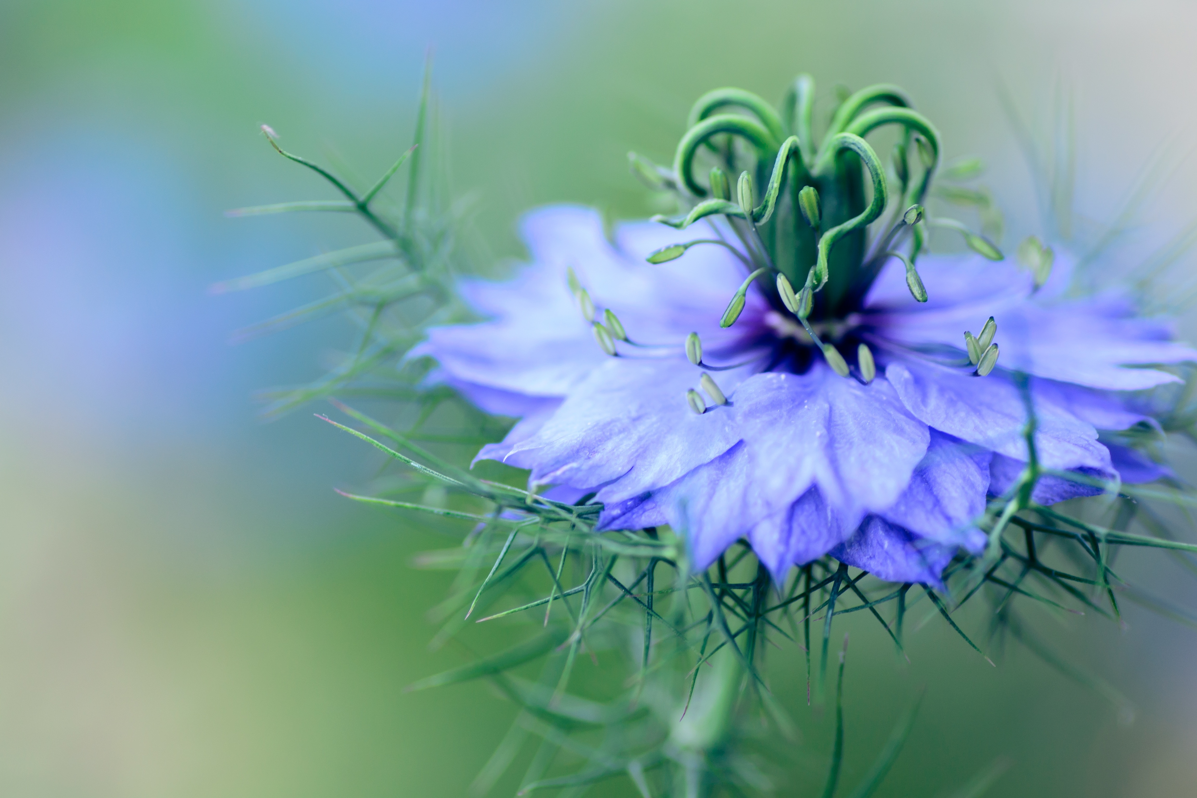 Бесплатное фото Красивый цветок чернушки дамасской
