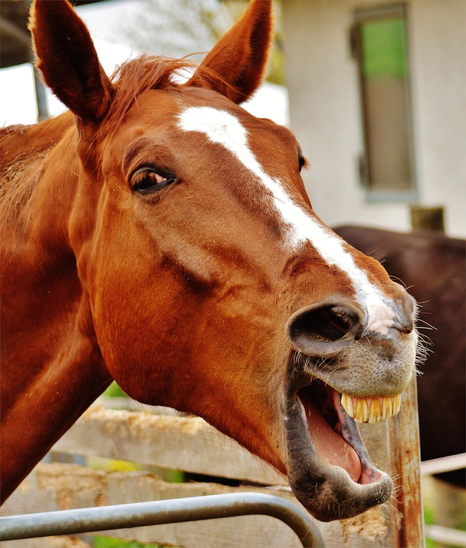 Wallpapers horse muzzle grin on the desktop