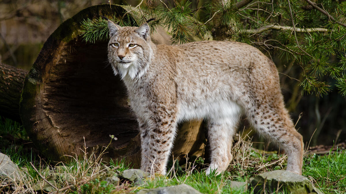 A lynx walks through the reserve