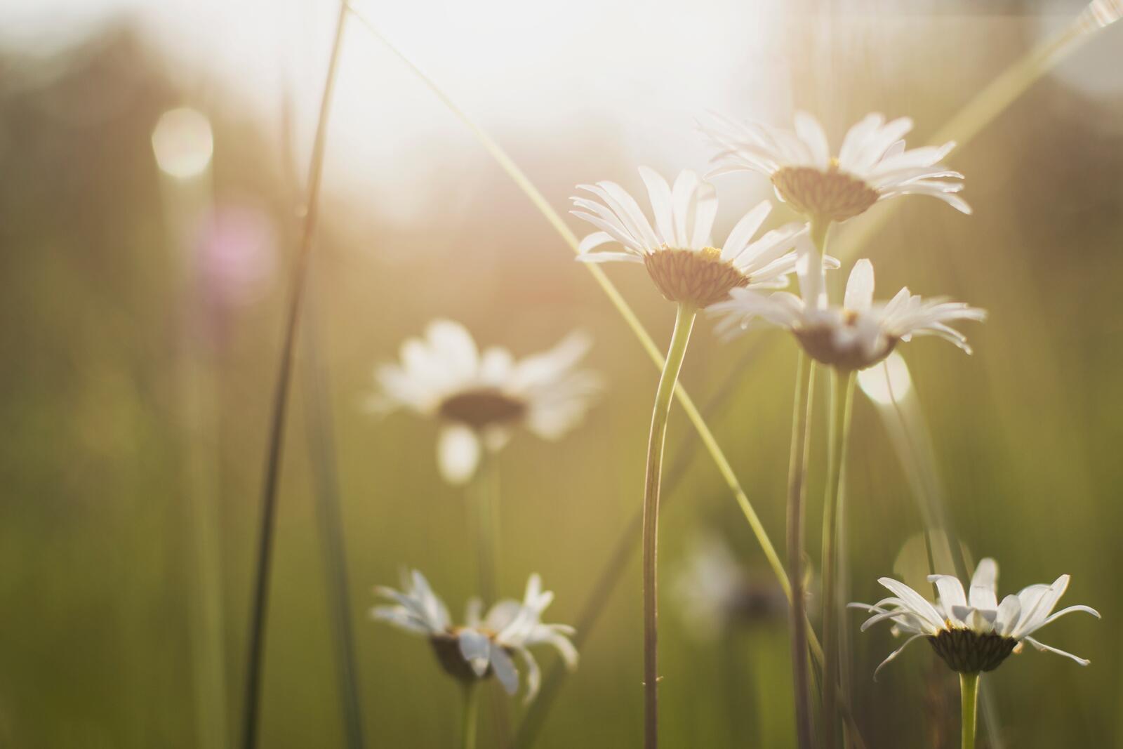 Free photo Daisies in sunny weather