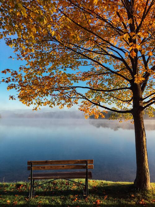 Осеннее дерево на берегу озера возле скамейки